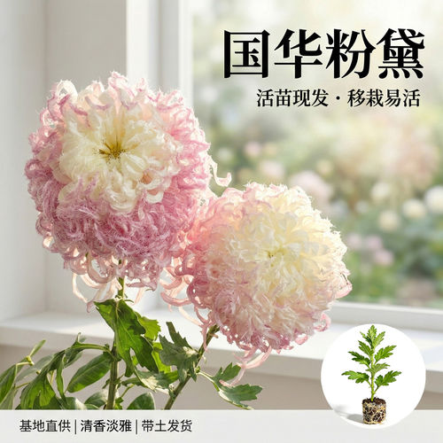 【鹅毛粉黛】大菊花苗 独本菊花苗 瑞云殿 国华大菊系列狮子头菊