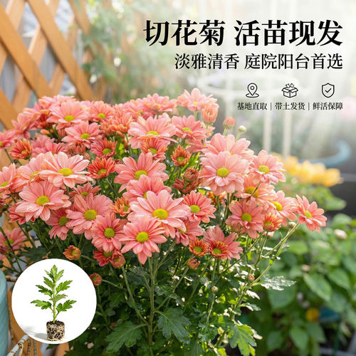 切花菊三文鱼花苗多年生草本花卉秋季开花阳台庭院盆景带土发货