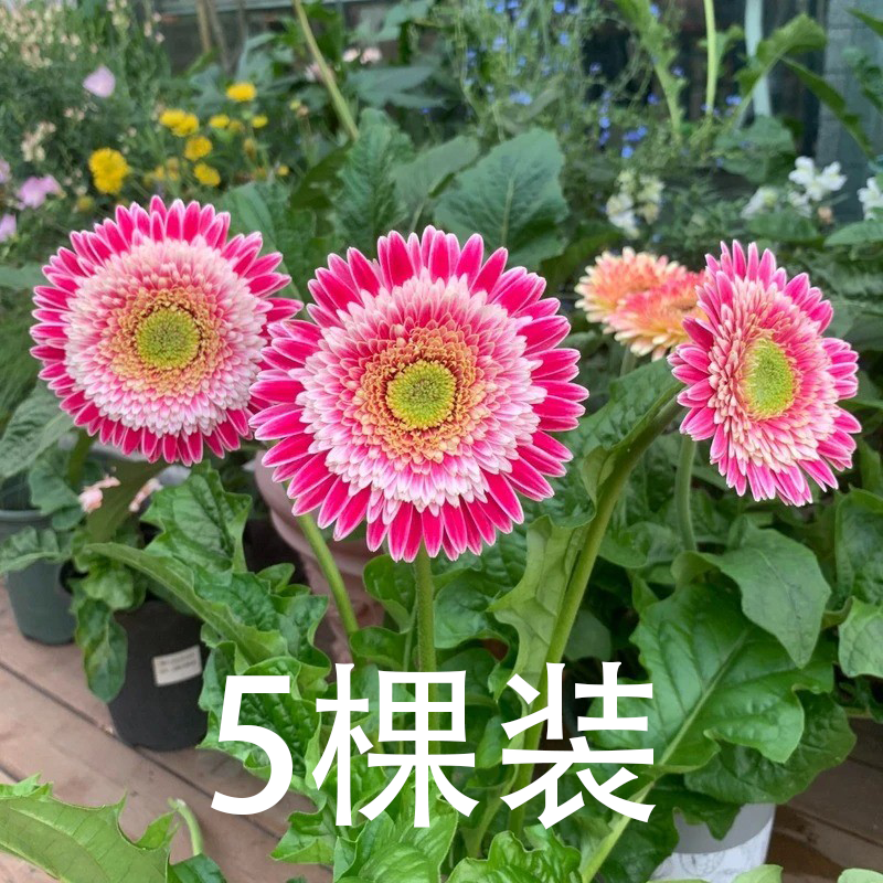【科里内】非洲菊花苗5颗扶郎花小苗高杆重瓣大花四季开花鲜切花