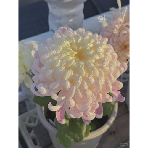 【国华圣者】大菊花苗 独本菊花苗 瑞云殿 国华大菊系列狮子头菊