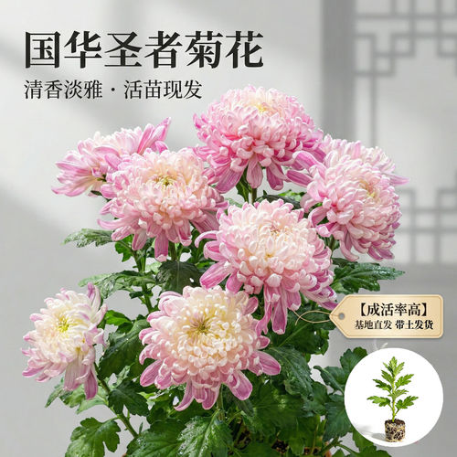【国华圣者】大菊花苗 独本菊花苗 瑞云殿 国华大菊系列狮子头菊