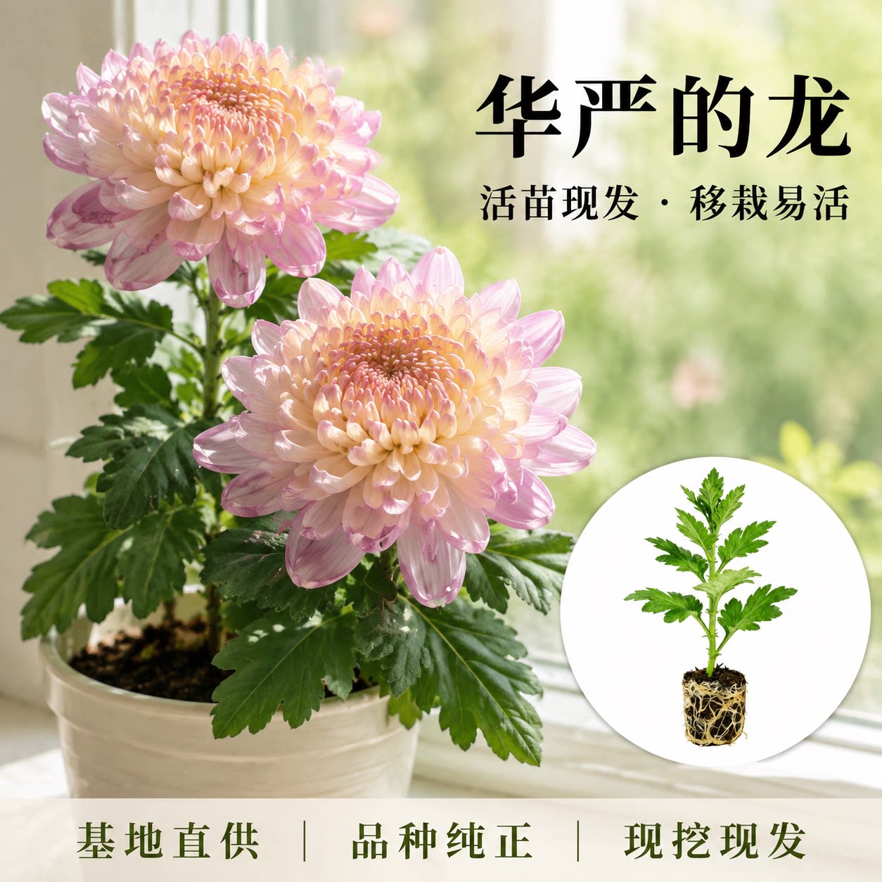 【华严的龙】大菊花苗 独本菊花苗瑞云殿 国华大菊系列狮子头菊