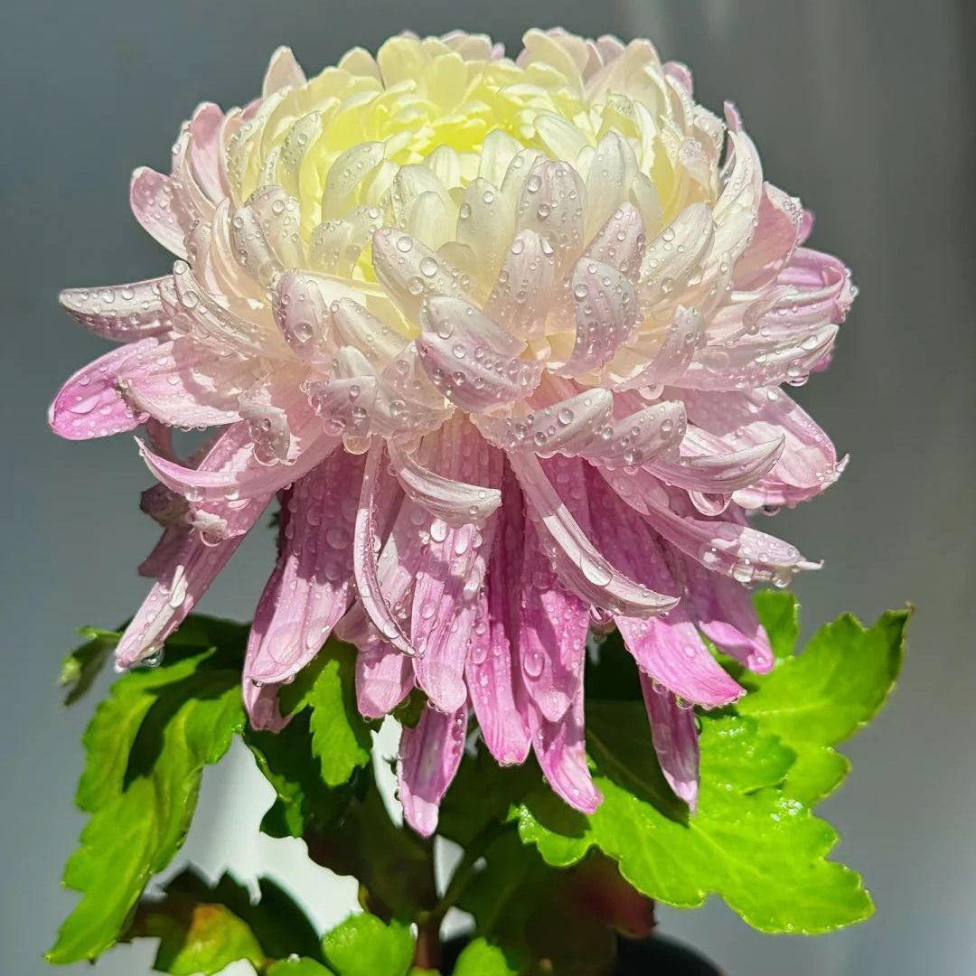 【国华圣者】3棵大菊花苗独本菊菊花类