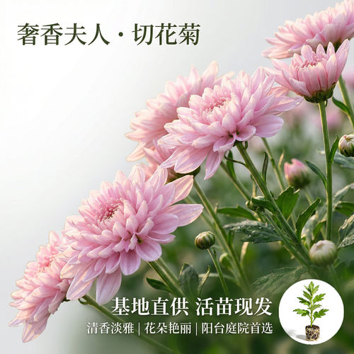 切花菊奢香夫人花苗观赏花苗耐寒好养菊花盆栽多季开花包对版