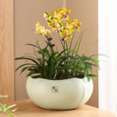 陶瓷花盆现代简约家用高端轻奢大口径蝴蝶兰君子兰专用盆景盆栽