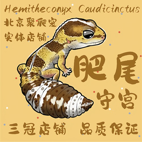 肥尾守宫