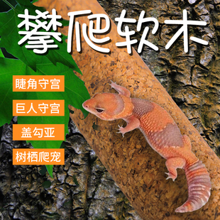 攀爬软木树藤睫角守宫玩具蛇树蛙鹦鹉盖勾亚树栖爬虫箱造景木棍