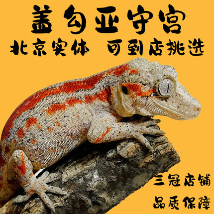 盖勾亚守宫新手入门守宫R属守宫活体吃果泥好饲养盖勾亚爬宠活体