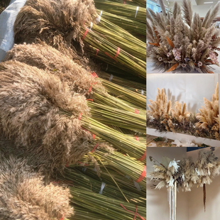 ins风干花柴芦芦苇永生花花束婚庆花材家居装饰厂家
