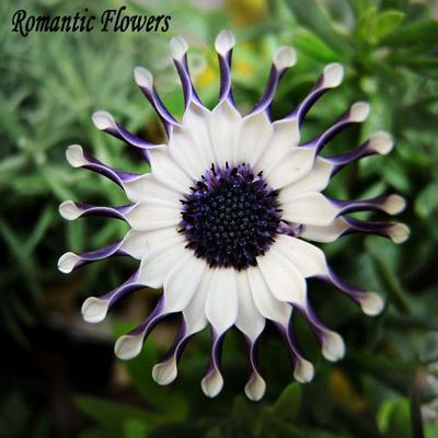 ostepermumdblaisyhnfw