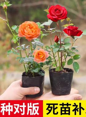 月季花苗勤花爆花机器月月开花卉盆栽绿植物户外绿化庭院玫瑰蔷薇
