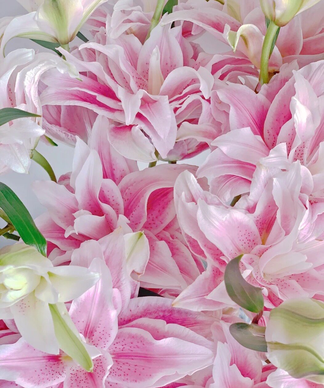 花之集鲜花云南基地直发鲜切花顺丰空运包邮【伊莎贝拉重瓣百合】