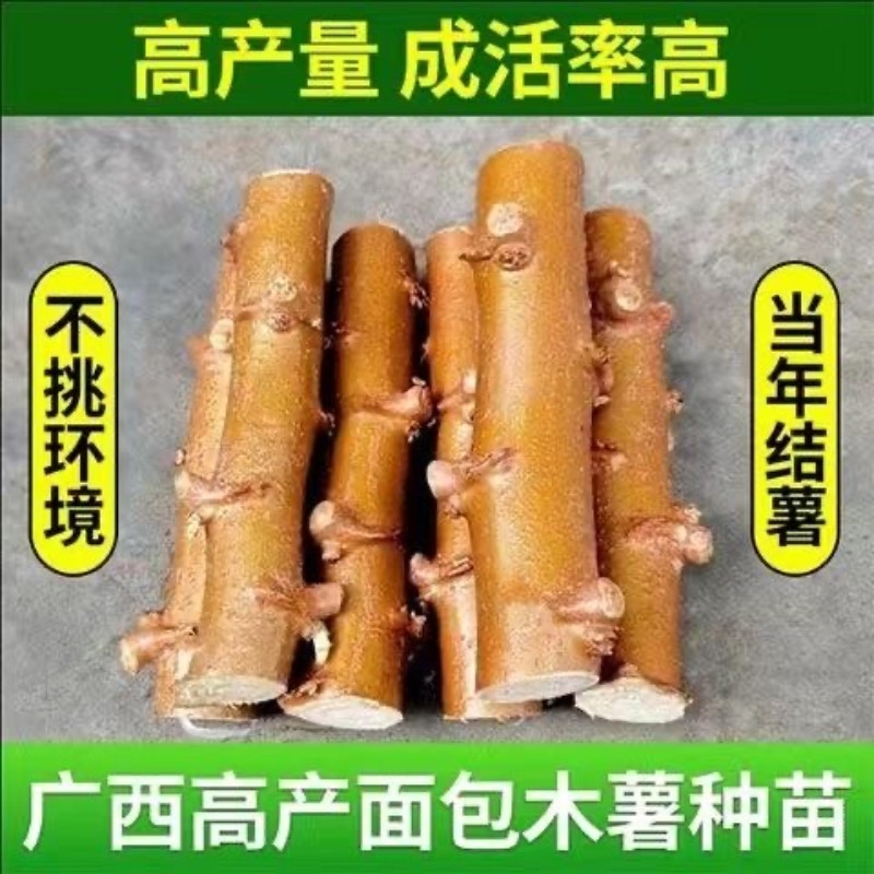 广西木薯苗新鲜面包食用甜木薯种子黄肉黄心黄肉易活高产木薯茎苗图片