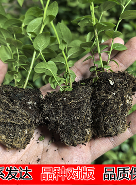 【L25组培蓝莓苔藓苗】F6薄皮纯甜无酸特大果脱毒阳台果树穴盘苗