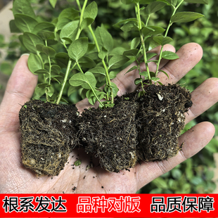 L25组培蓝莓苔藓苗 F6薄皮纯甜无酸特大果脱毒阳台果树穴盘苗