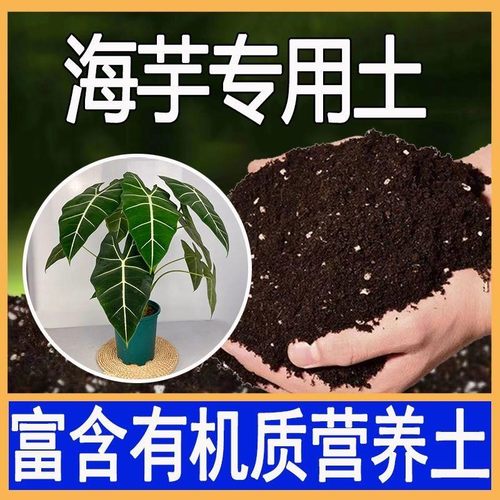 海芋适用土海芋土家用盆栽营养土酸性沙质泥炭土壤绿植种植土肥料