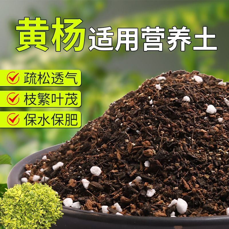 【黄杨专用土】疏松透气盆栽绿植专用园艺室内植物有机营养土肥料