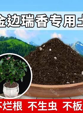 金边瑞香专用土肥料金边瑞香专用营养土植物花卉种植土养花有机土