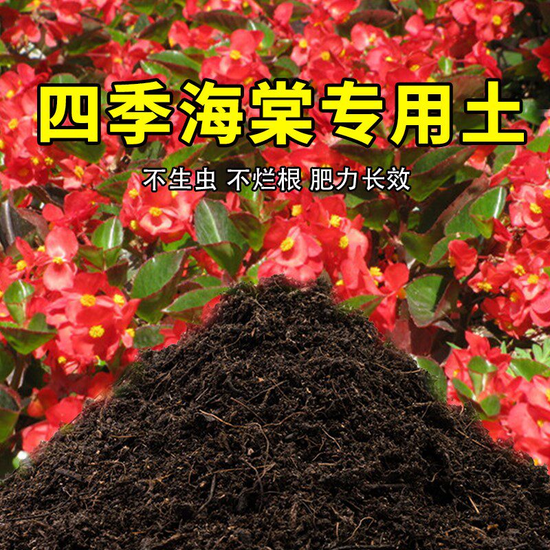 四季海棠专用土养花有机土壤种植土肥料种花盆栽土四季海棠营养土