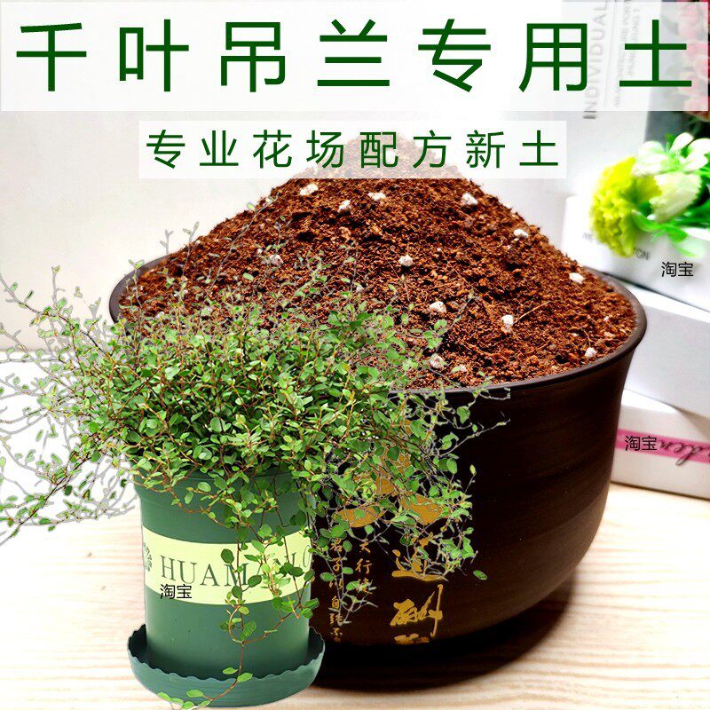 千叶吊兰专用土轻质土家庭园艺通用型营养土养花弱酸性培植花卉土