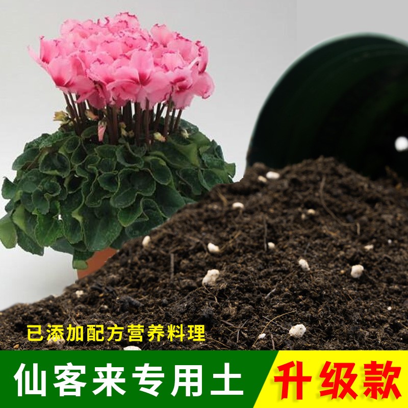 仙客来专用土家用盆栽土肥料种花泥土仙客来营养土专用养花种植土