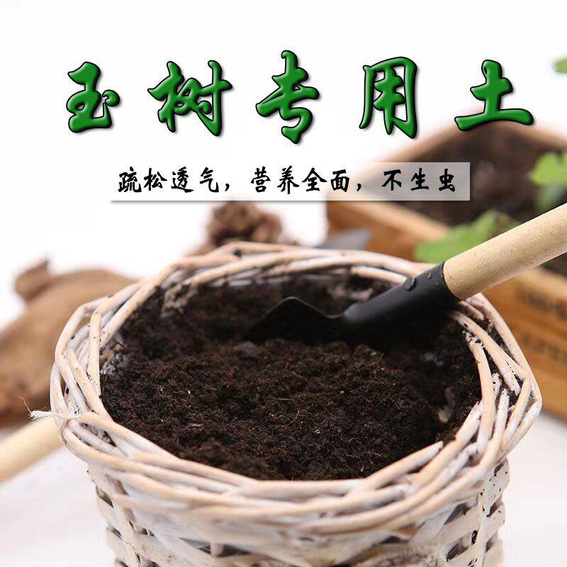 玉树专用土玉树土盆栽盆景营养土酸性砂质土壤急用绿植种植土肥料
