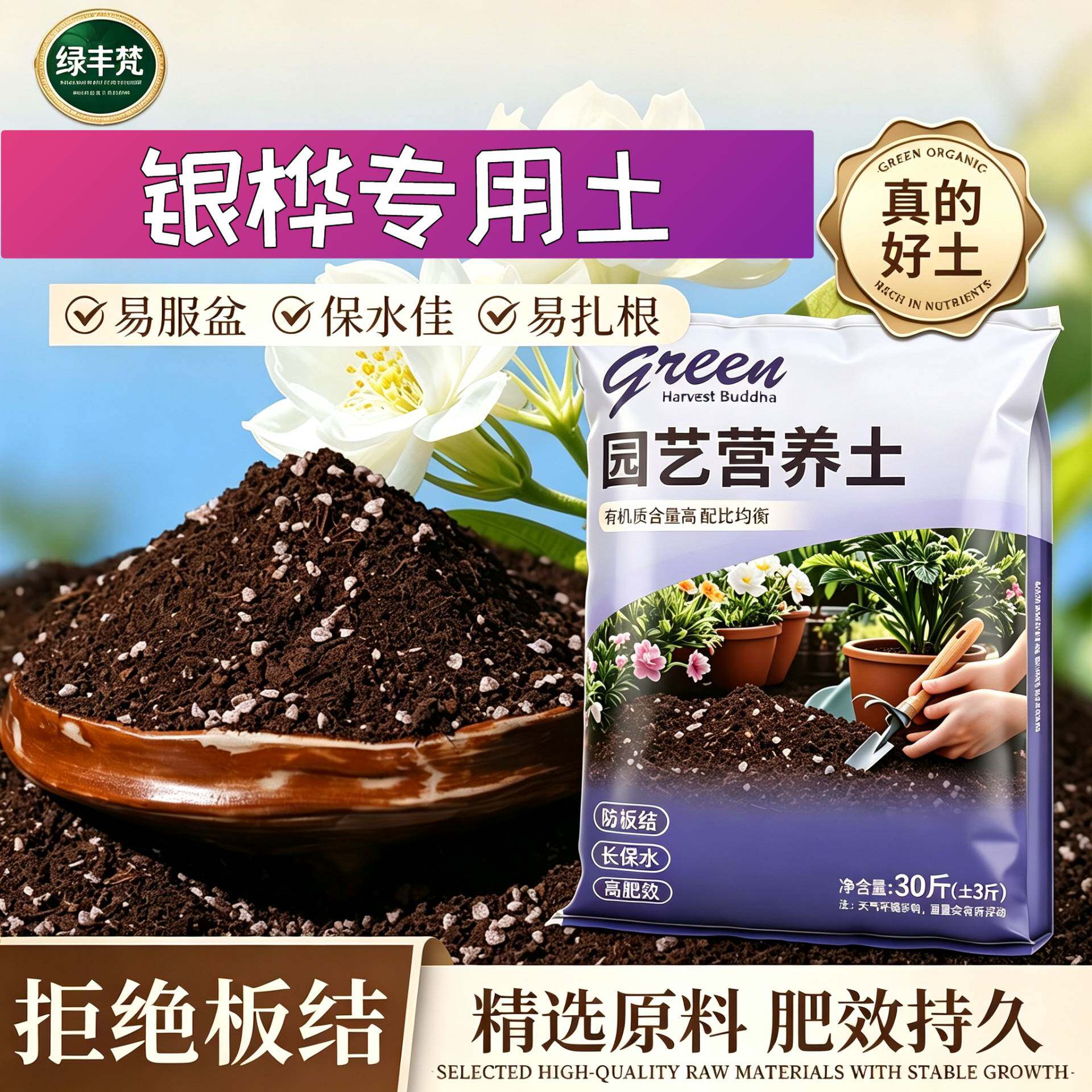 银桦适用泥炭土防烂根根壮苗好盆栽包邮天然防黄叶球根木本大包