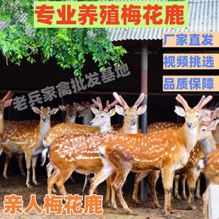 梅花鹿活体幼崽亲人梅花鹿宠物幼苗景区观赏一对公母小鹿活物养殖