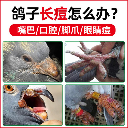 鸽痘鸟痘鸽子长痘格莱德克豆康