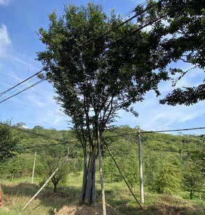 原装丛生朴树城市地产苗木观赏沙朴大树庭院别墅奇树绿化行道树