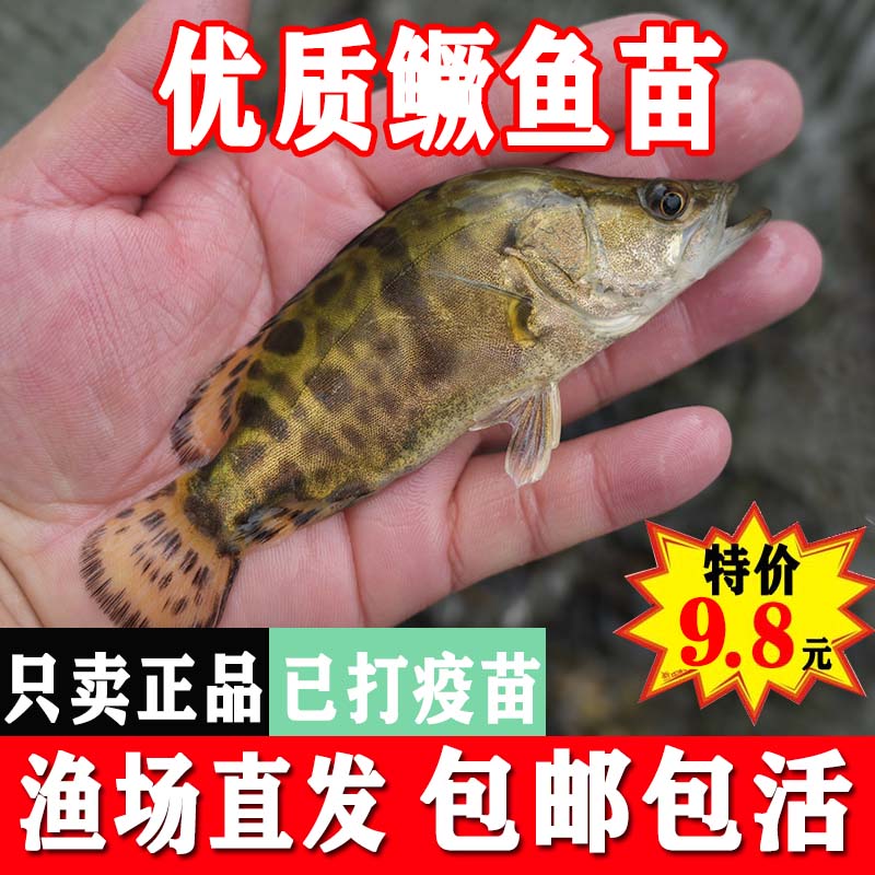 正宗桂花鱼苗翘嘴鳜鱼苗淡水养殖食用观赏贵鱼苗鲜活白鳜鱼苗批发-封面