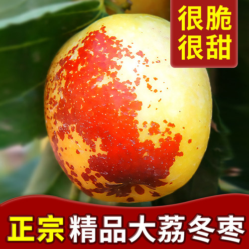【5A品质】正宗大荔冬枣脆甜5斤