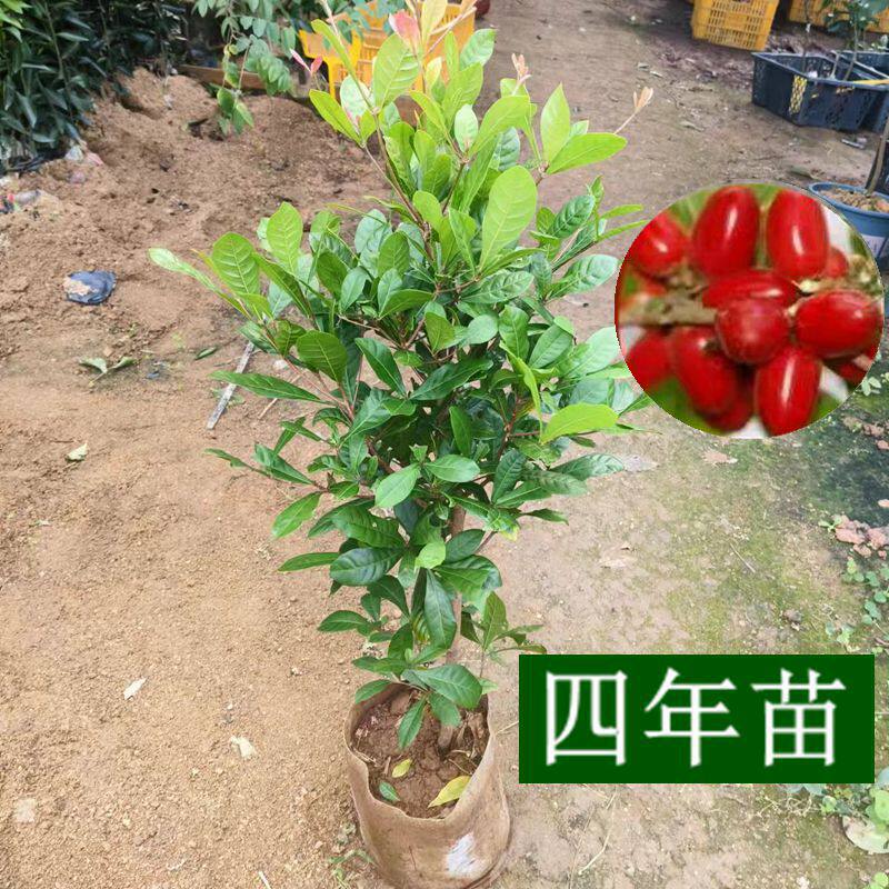 神秘果树苗四季开花当年结果变味果盆栽果树带叶土叶酸甜果树苗