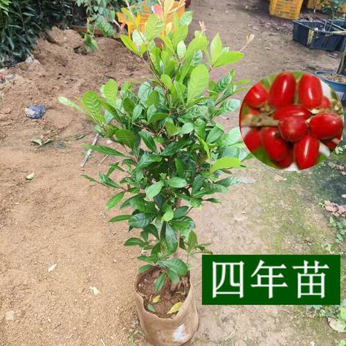 神秘果树苗四季开花当年结果变味果盆栽果树带叶土叶酸甜果树苗