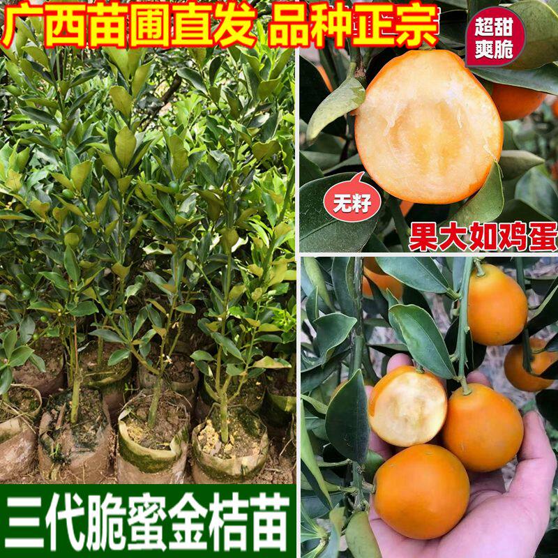 金桔树苗大果纯甜脆蜜金桔苗嫁接果树苗三代金柑苗南北方盆栽地栽