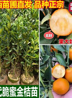 金桔树苗大果纯甜脆蜜金桔苗嫁接果树苗三代金柑苗南北方盆栽地栽