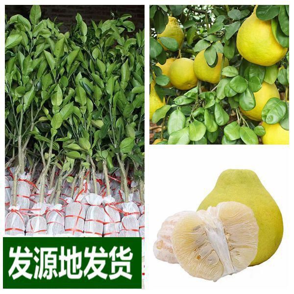 泰国红肉嫁接柚子树苗新品