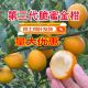 第三代融安脆蜜滑皮金桔果树苗嫁接苗金柑苗南 北方盆栽