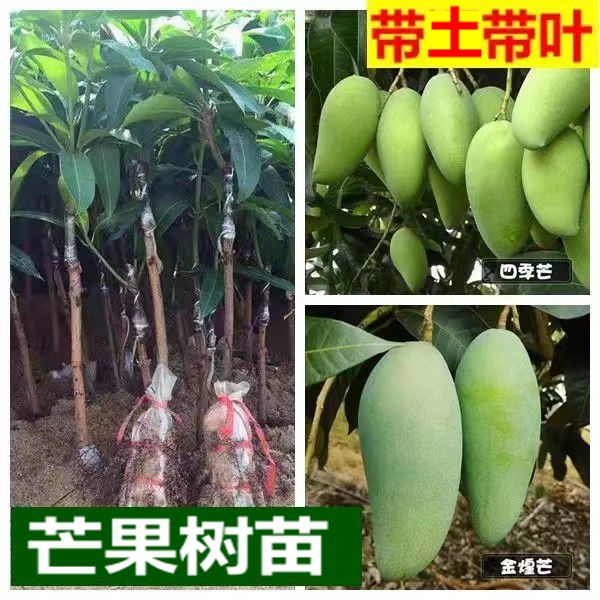 芒果树苗金煌芒果苗嫁接四节芒桂七台农贵妃凯特芒澳芒南方果苗