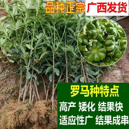 八角嫁接苗罗马东荣八果树苗矮化
