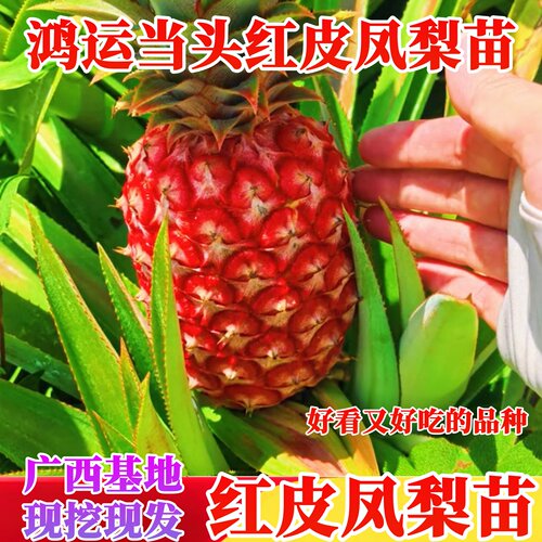 新品红皮凤梨苗盆栽地栽凤梨果苗