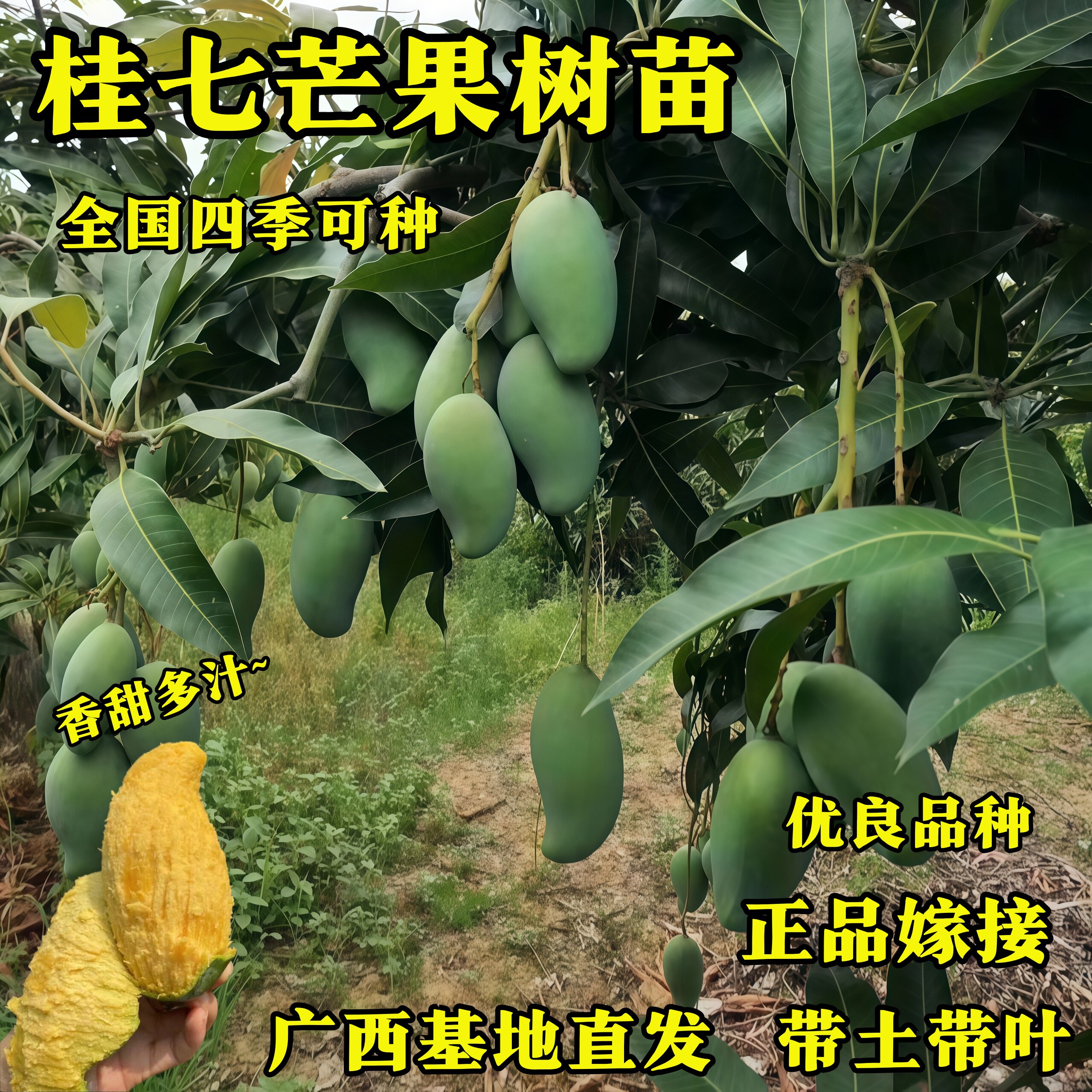 桂七芒果树苗果苗广西基地直发带土带叶四季种植优良品种庭院盆栽
