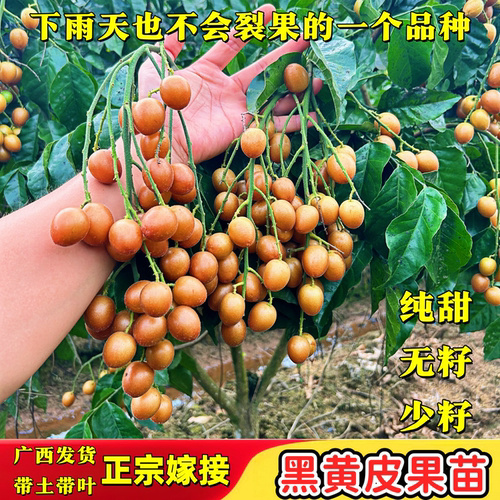 广西黑金刚黄皮果苗嫁接当年惊喜