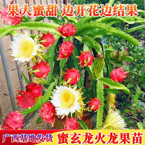 蜜玄龙火龙果苗当年结果带根发货