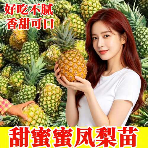 甜蜜蜜凤梨苗阳台庭院凤梨苗盆栽