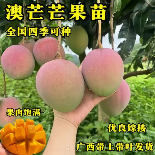 澳芒芒果嫁接苗四季可种果肉饱满