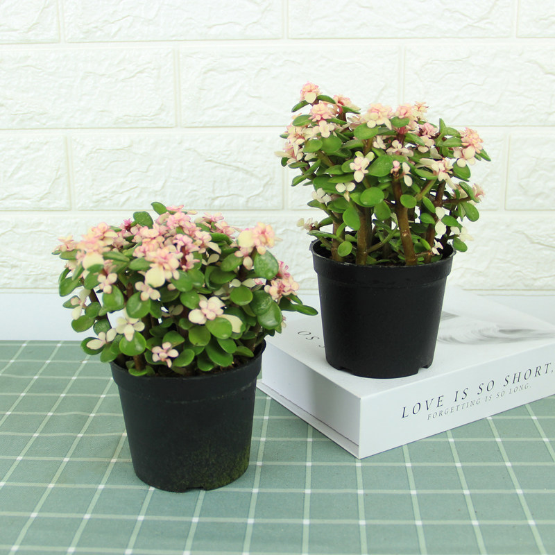 雅乐之舞多肉植物组合盆栽植物金枝玉叶绿植多肉老桩盆景室内花卉 英木花行旗舰店