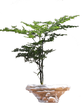禅意水培文竹桌面装饰摆件花器