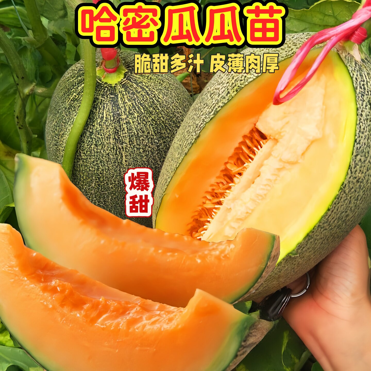 哈密瓜秧苗瓜苗大全香瓜甜瓜西瓜新疆哈蜜瓜瓜果蔬菜种籽孑苗南方图片