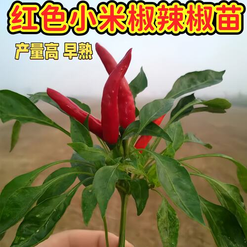 红色小米椒辣椒苗阳台种植好成活超香朝天椒苗辣椒泡椒特辣辣椒苗